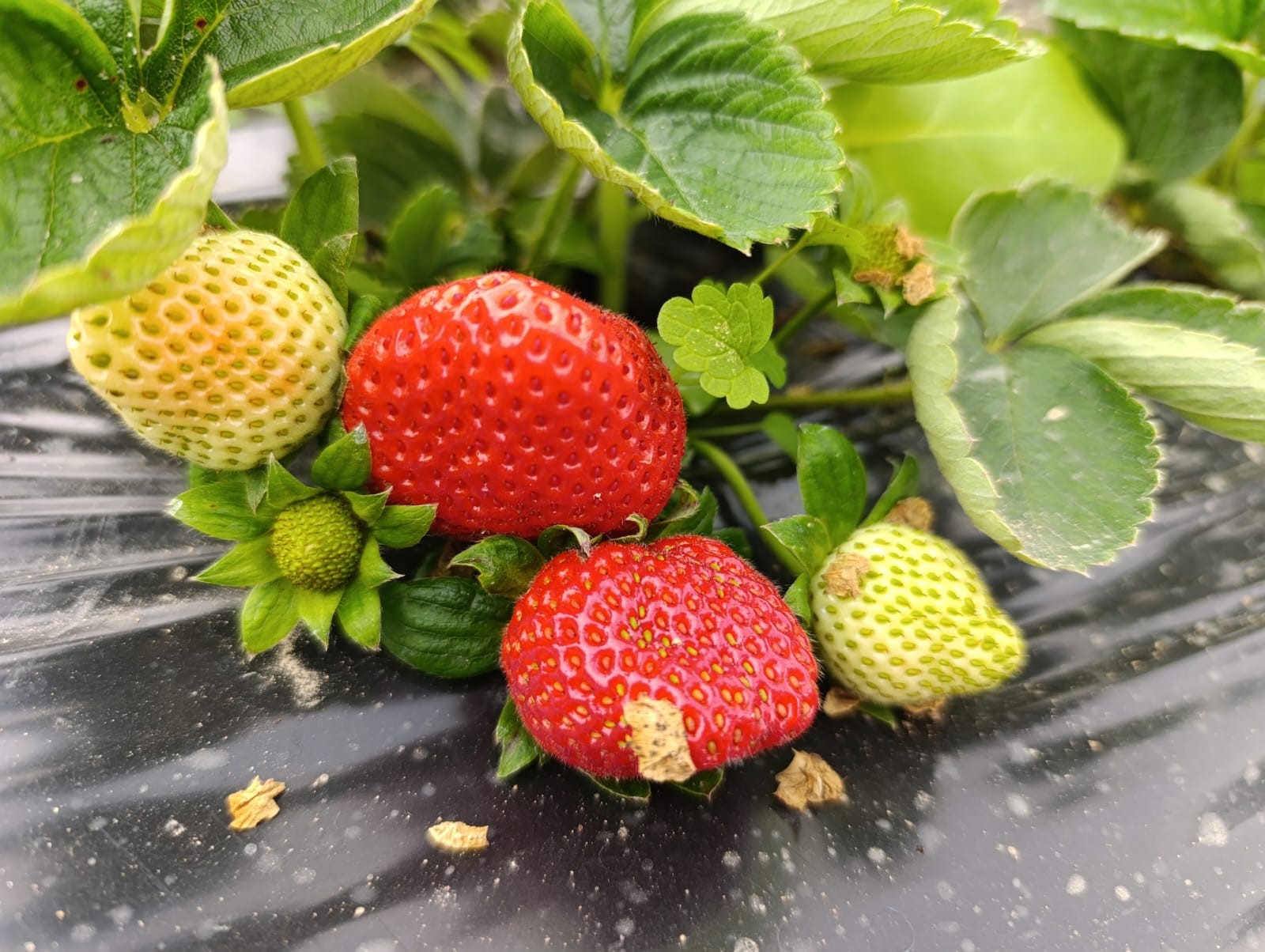 Denizli Haber Kışçileği (3)