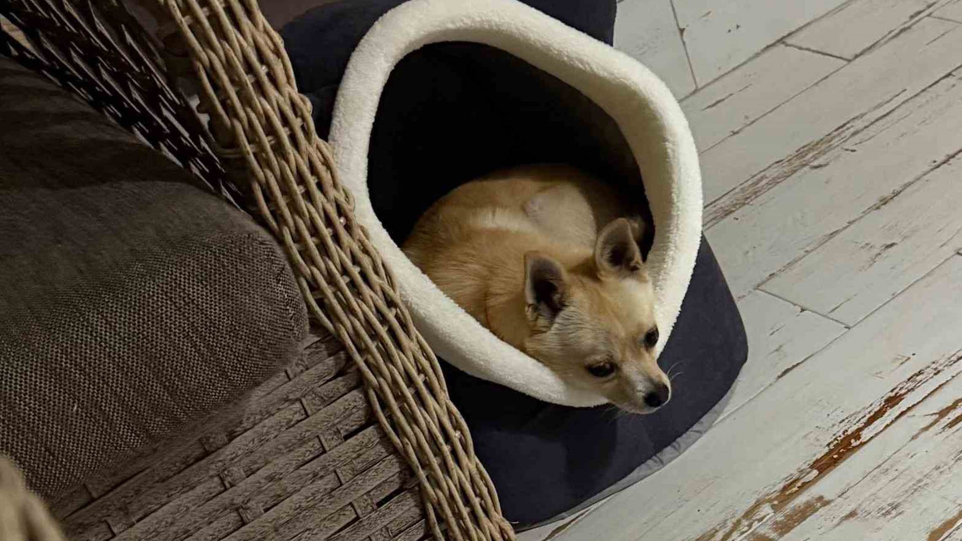 Denizli Haber Köpek2