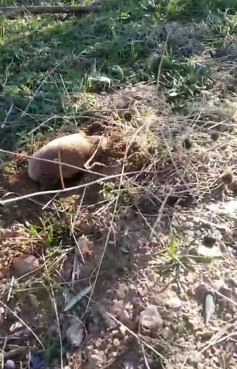 Denizli Haber Köstebek (1)