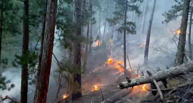 Denizli Haber Ormanyangını