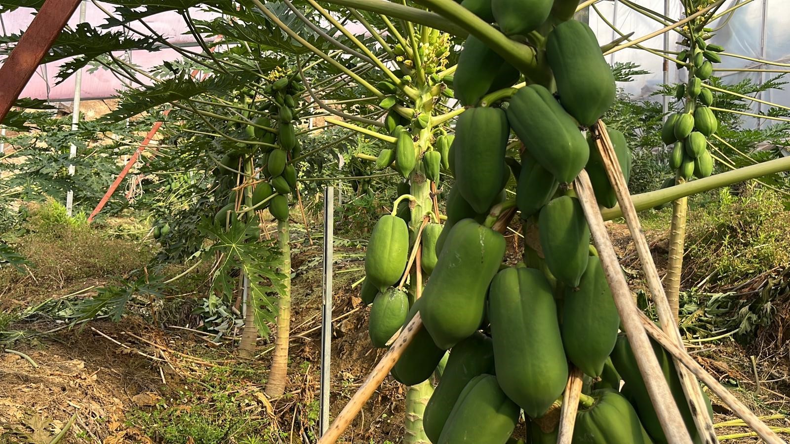 Denizli Haber Tropikal Meyve (1)