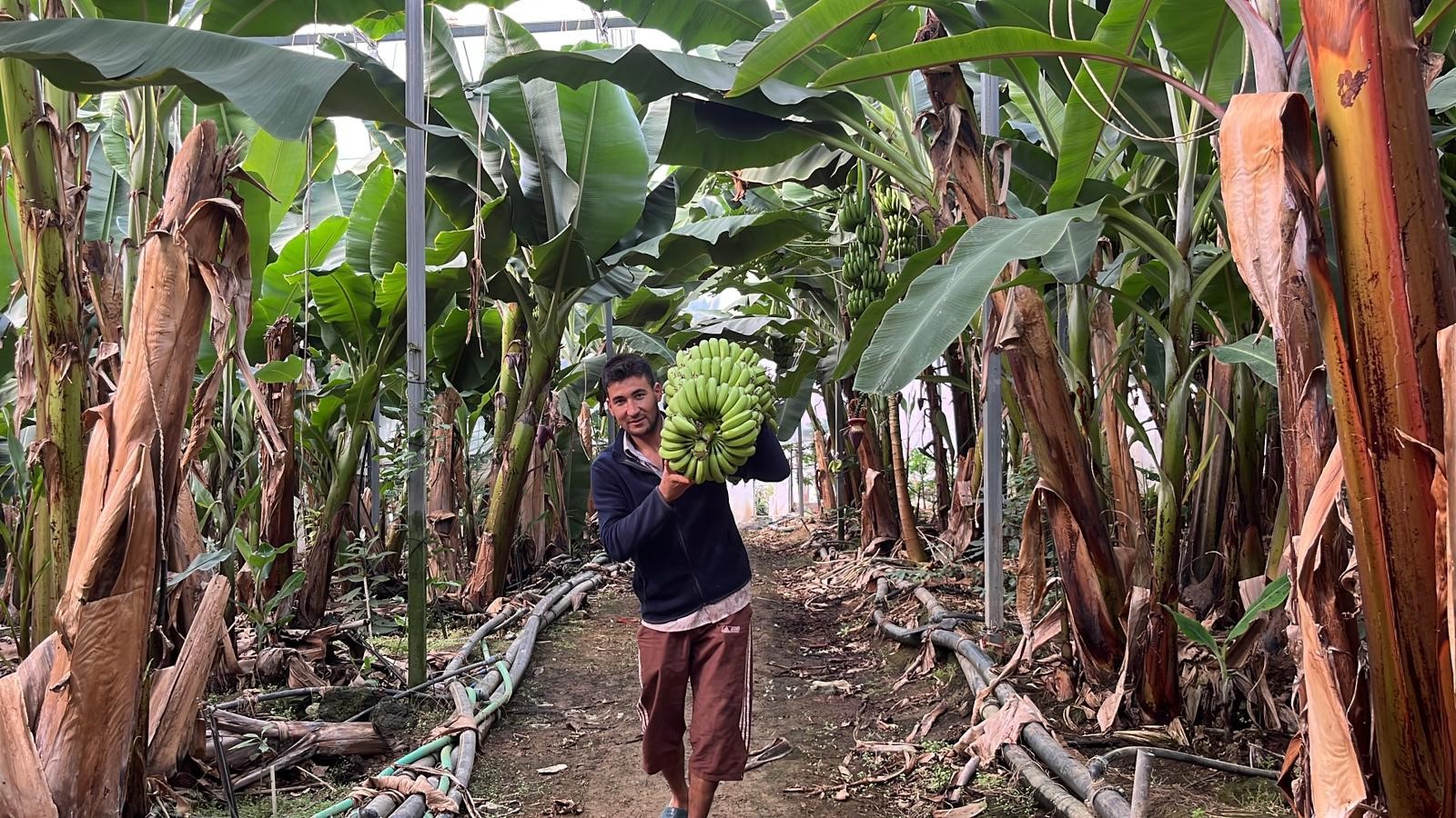 Denizli Haber Tropikal Meyve (3)