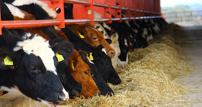 Denizli Haber Üreticiler-1