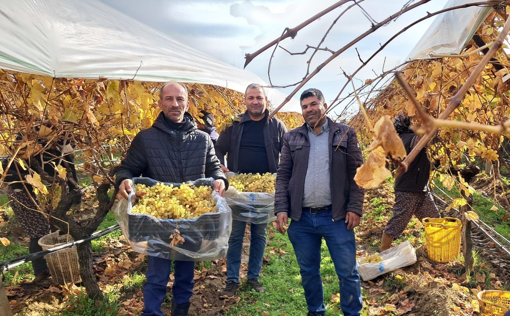 Denizli Haber Yeniyıl Üzümleri (1)