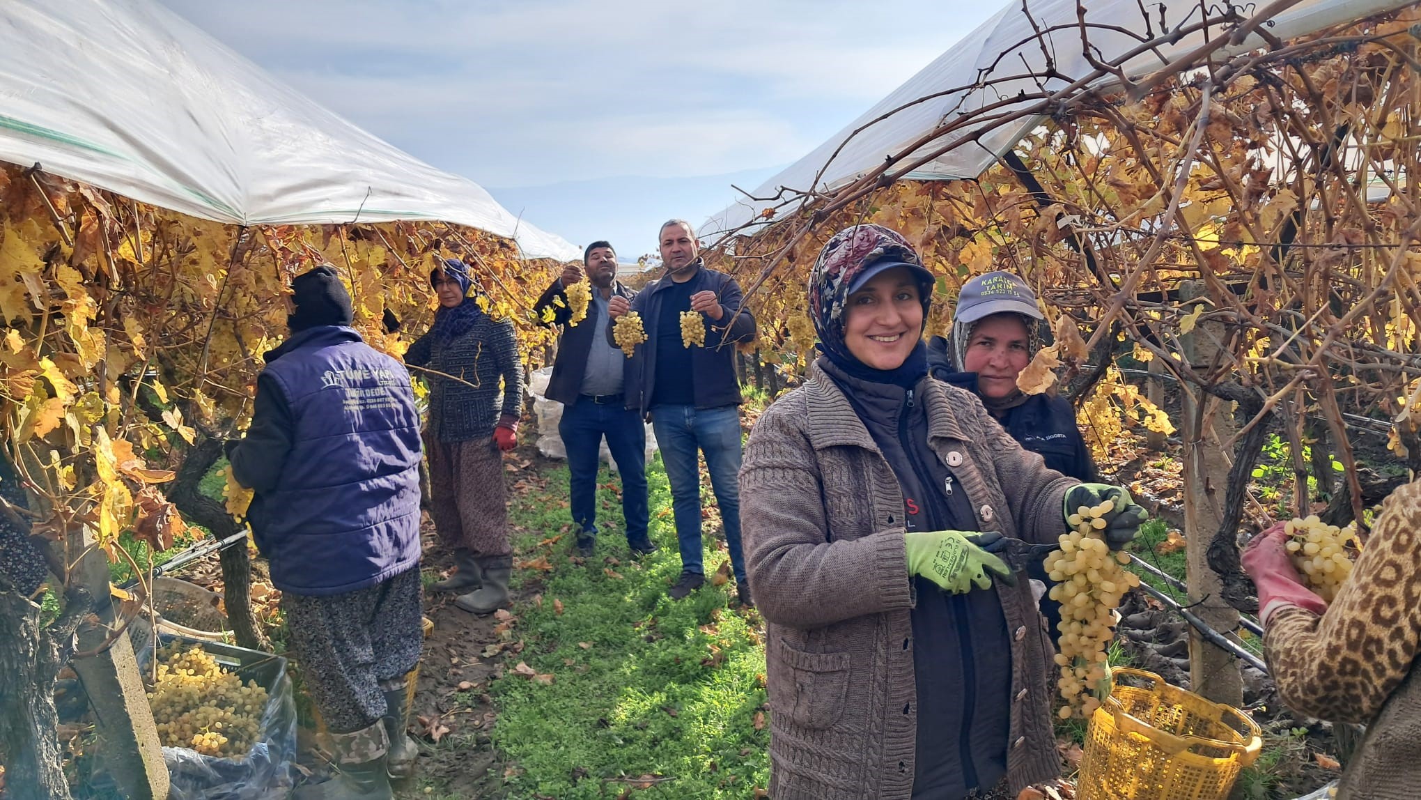 Denizli Haber Yeniyıl Üzümleri (2)
