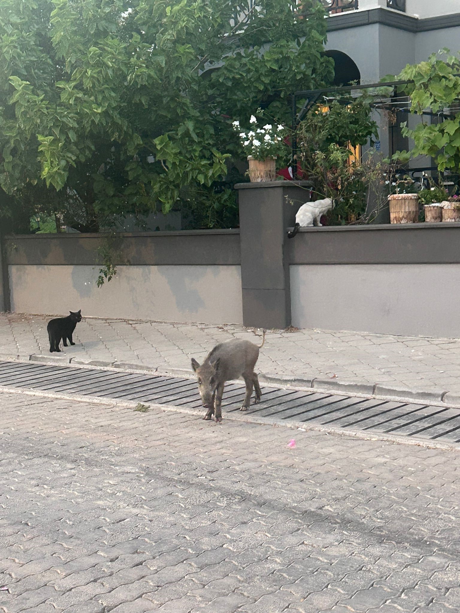 Denizli Haberr Domu (1)