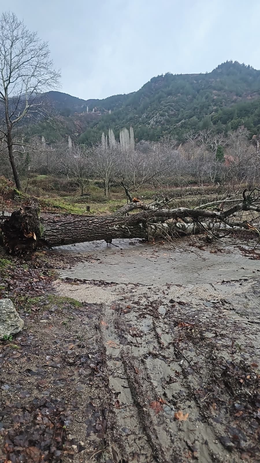 Buldan'da Fırtına Asırlık Kavak Ağacını Devirdi... (2)