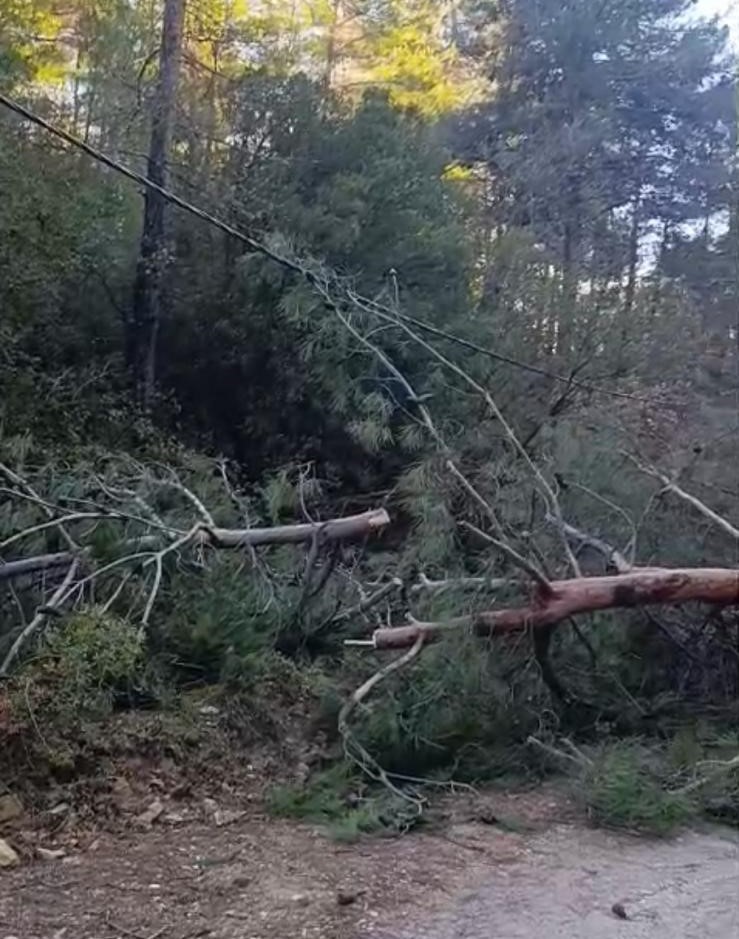 Buldan’da Fırtınadan Devrilen Ağaçlar Yolu Kapattı (1)