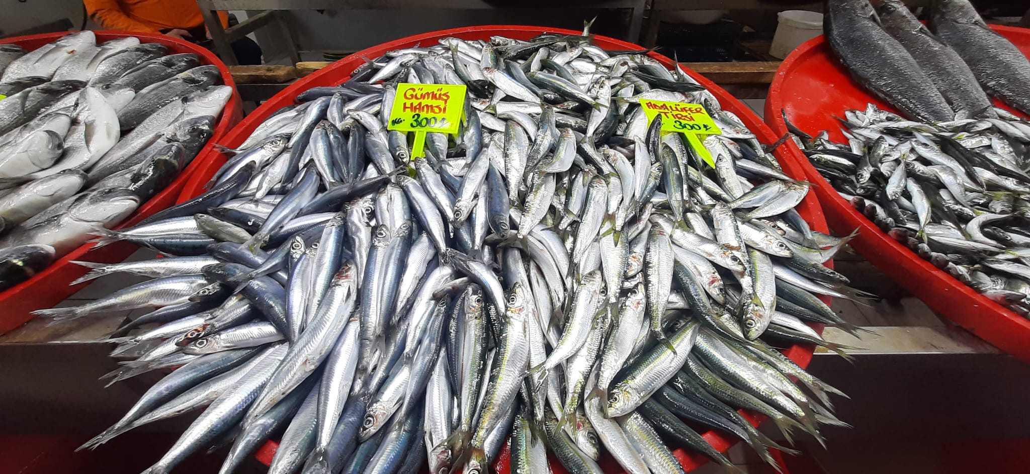 Denizli Balık Fiyatları 2026 Hamsi, Somon, Çupra Kaç Tl (2)