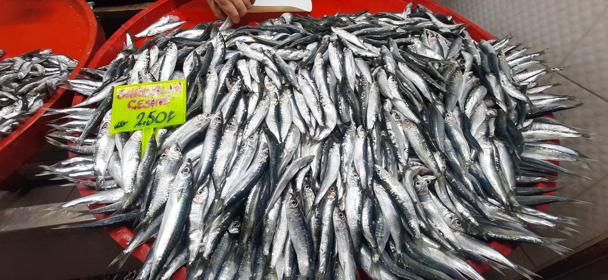 Denizli Balık Fiyatları 2026 Hamsi, Somon, Çupra Kaç Tl (5)