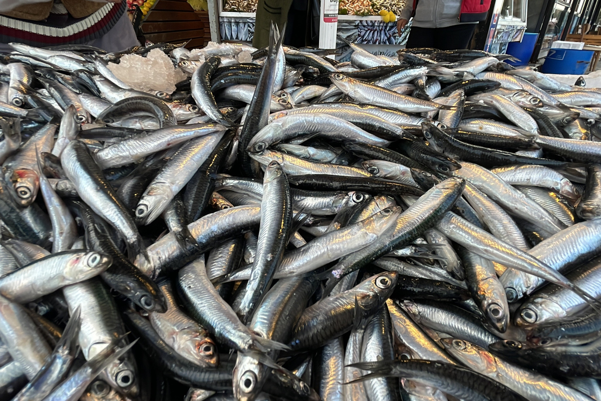 Deni̇zli̇ Haber Balik-1