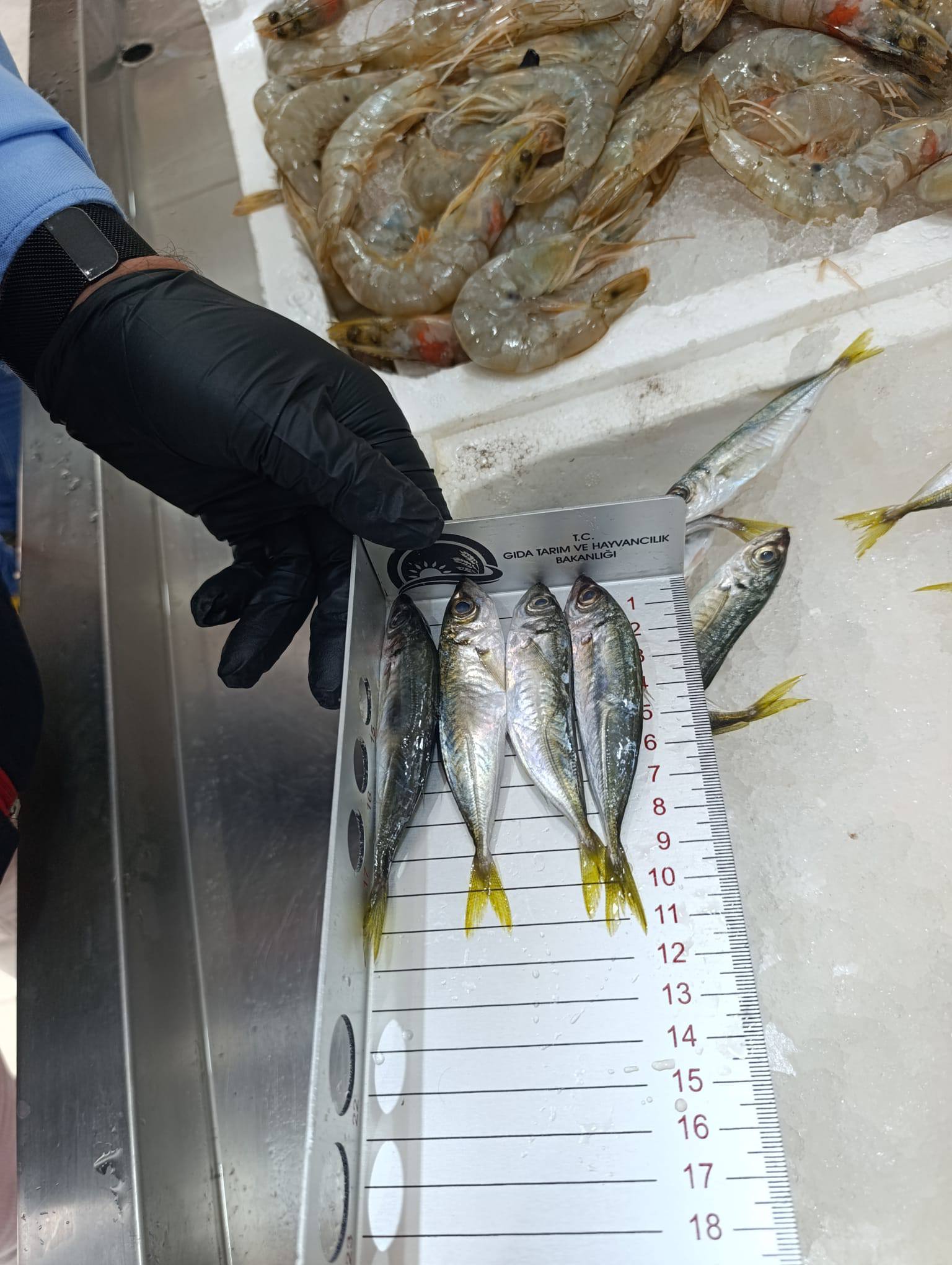 Denizli Haber Balıkçılar Deentim