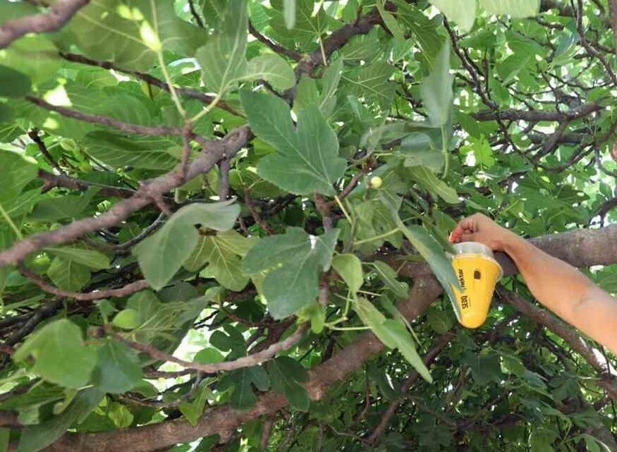 Denizli Haber Bitkimücadele