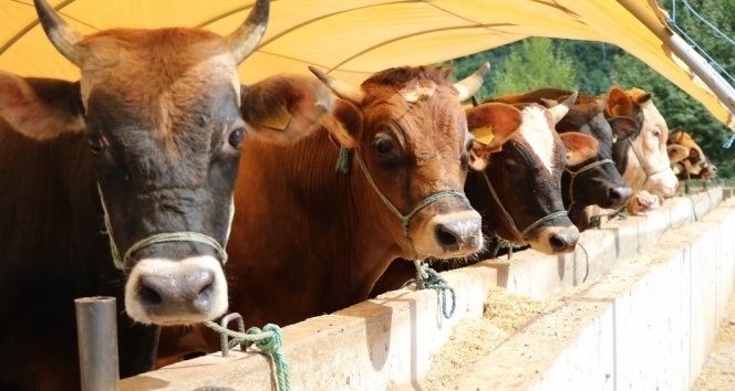 Denizli Haber Destekleme2