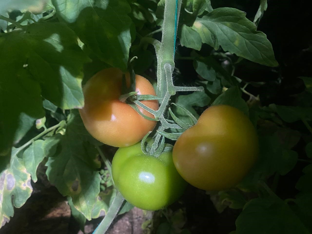 Denizli Haber Don Sera (4)