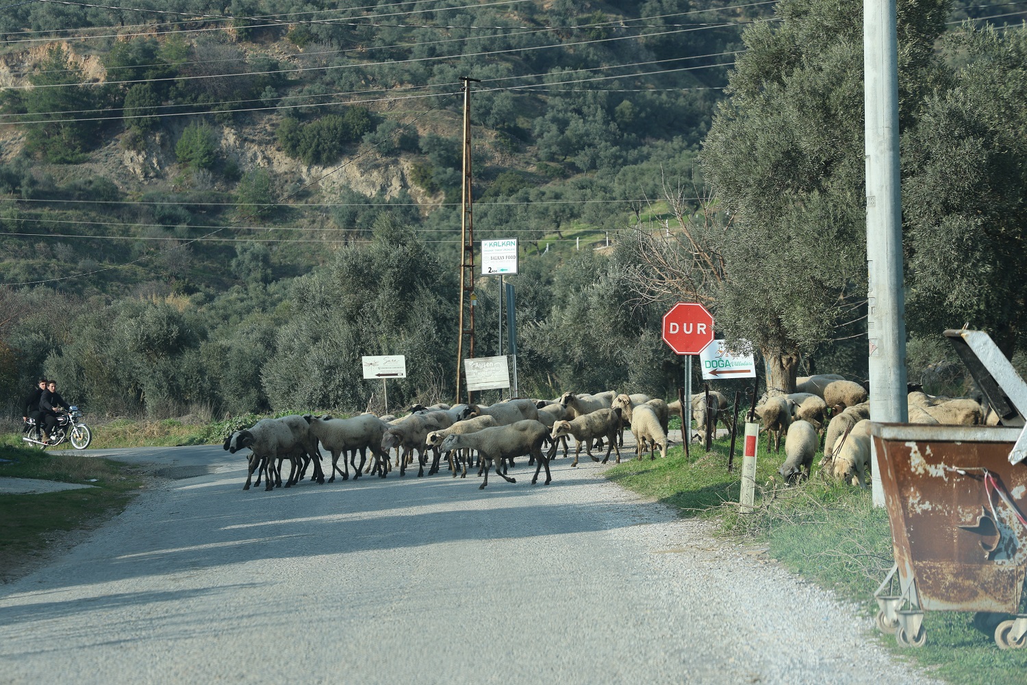 Denizli Haber Havalar Isındı, Sürüler Doğaya Salındı2