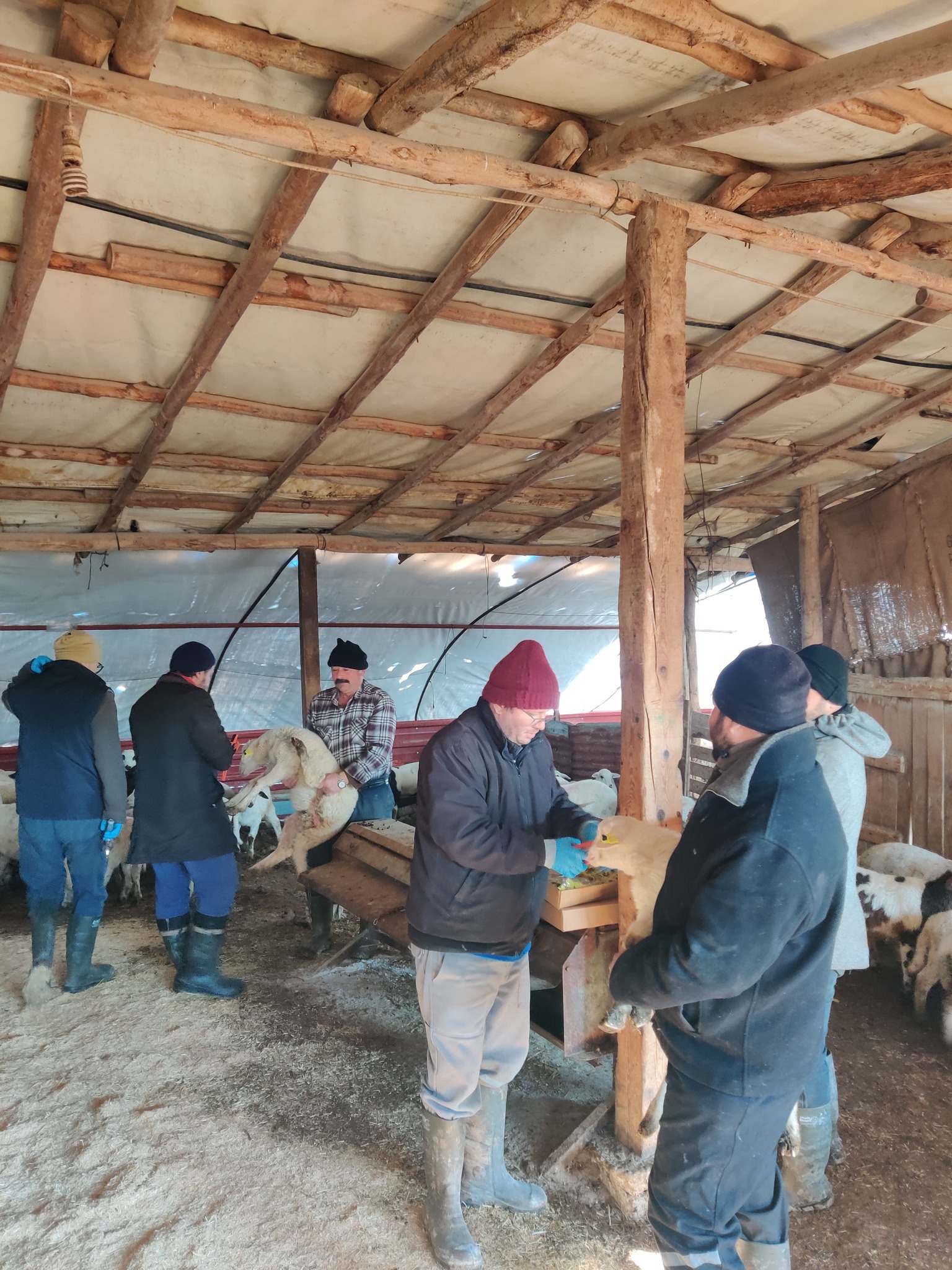 Denizli Haber Hayvancılık Küpeleme (3)-1