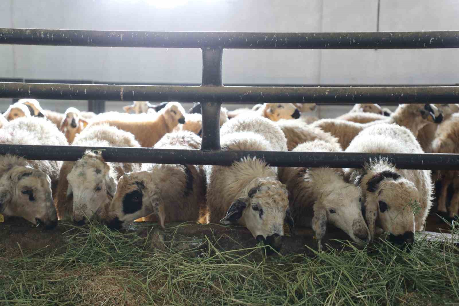 Denizli Haber Hayvancılıkdestek