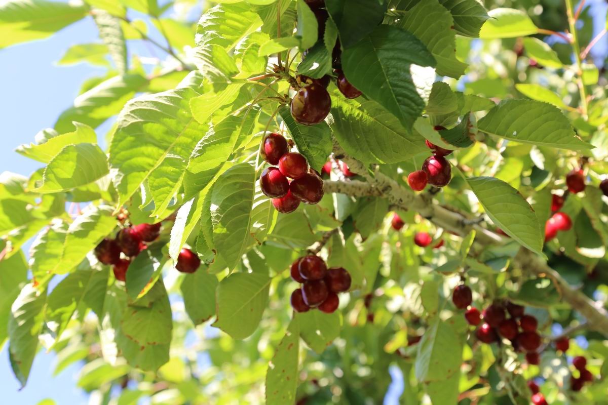 Denizli Haber Kiraz-2