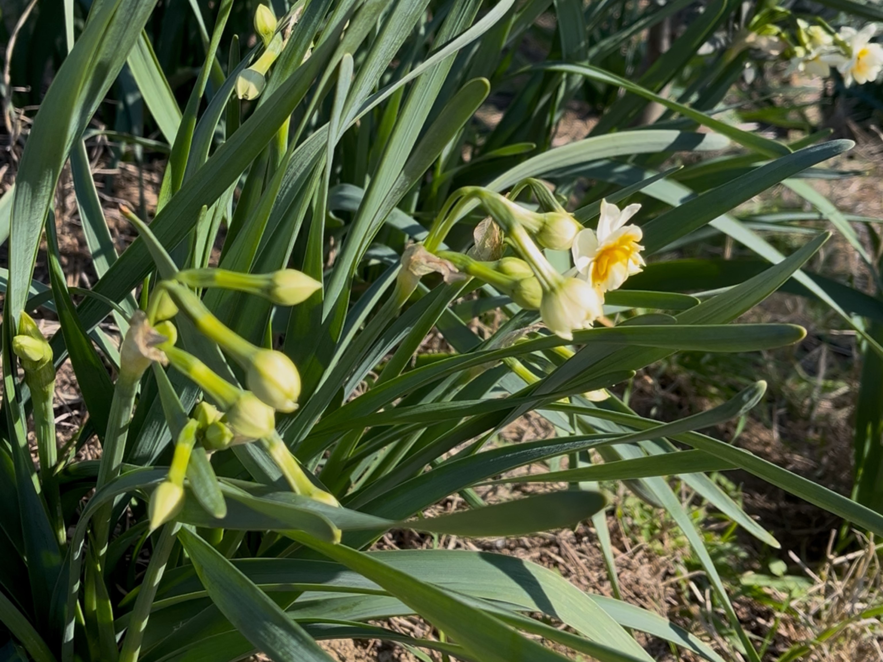 Denizli Haber Nergisaraçtırma (1)