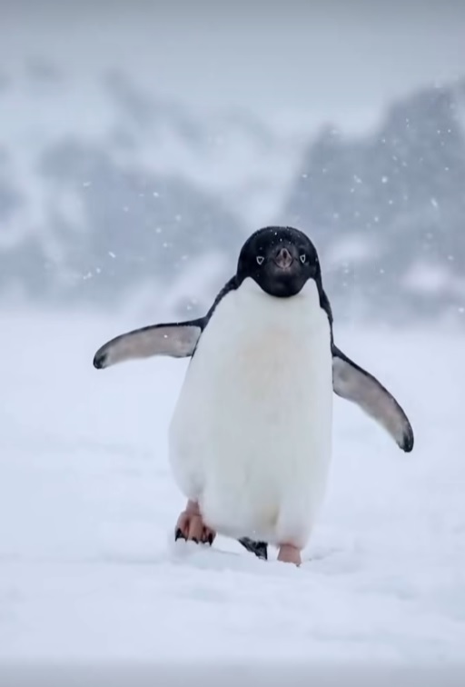 Deni̇zli̇ Haber Ni̇hi̇li̇stpenguen-3