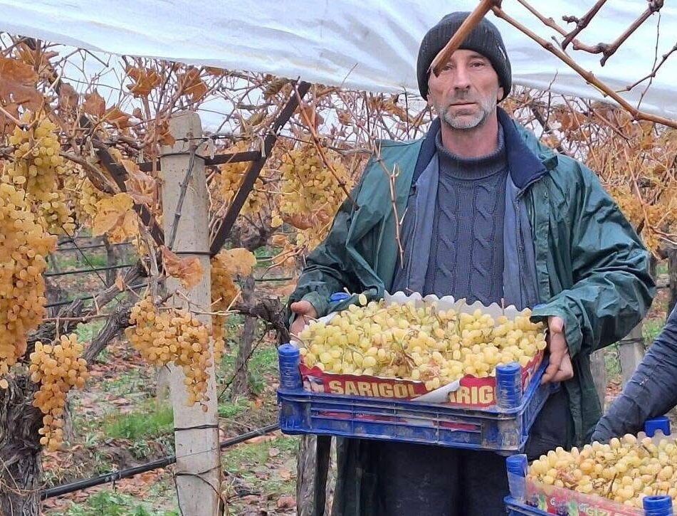 Denizli Haber Sarıgöl'de Üzüm Hasadında Sona Gelindi