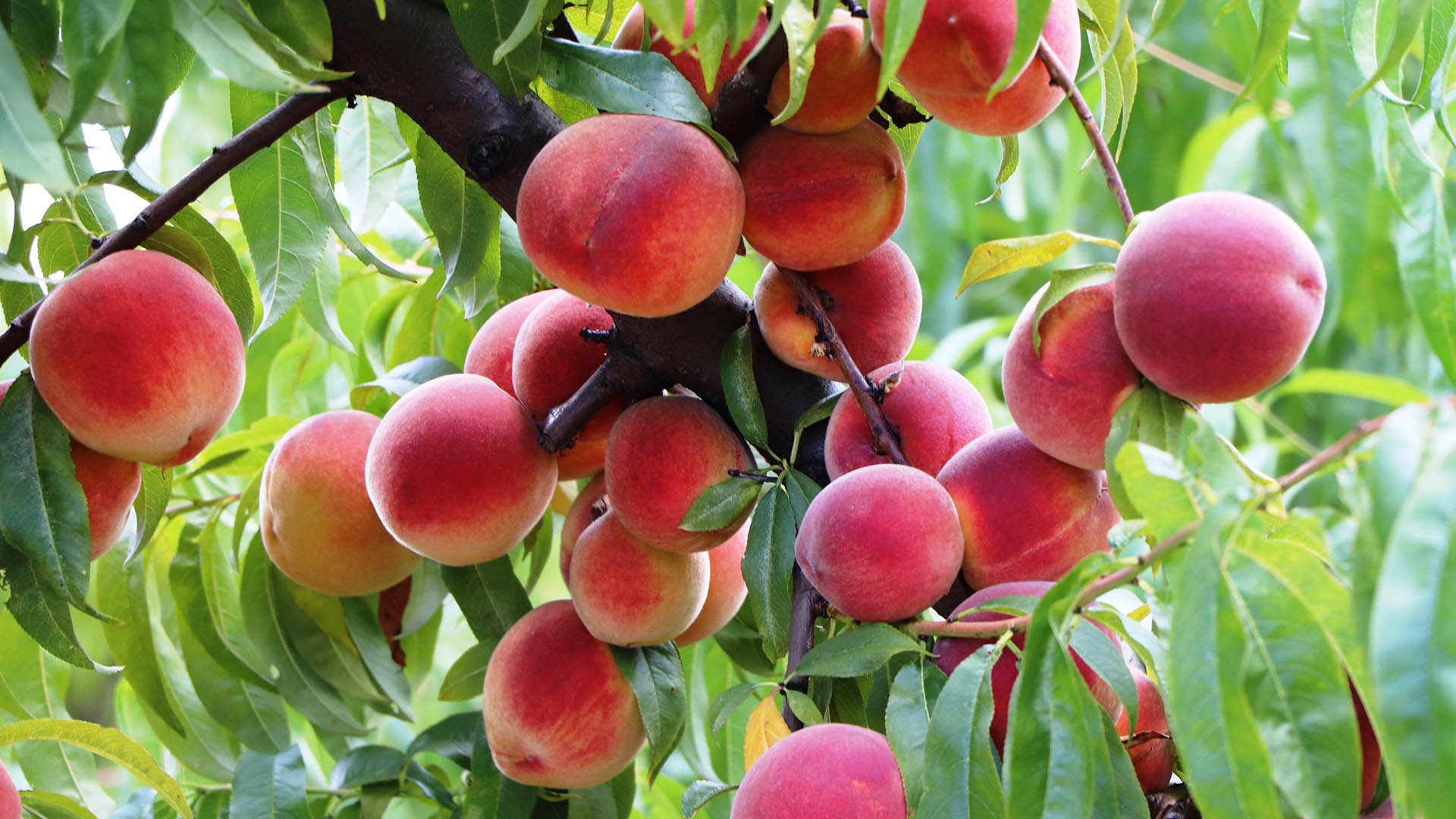 Denizli Haber Şeftalii