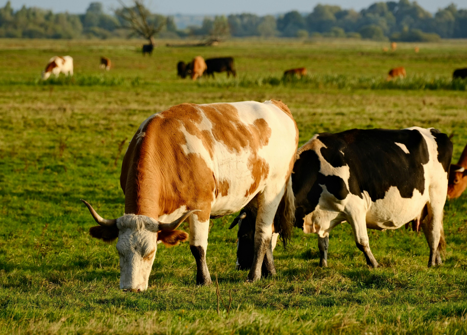 Deni̇zli̇ Haber Üreti̇ci̇ (2)-3