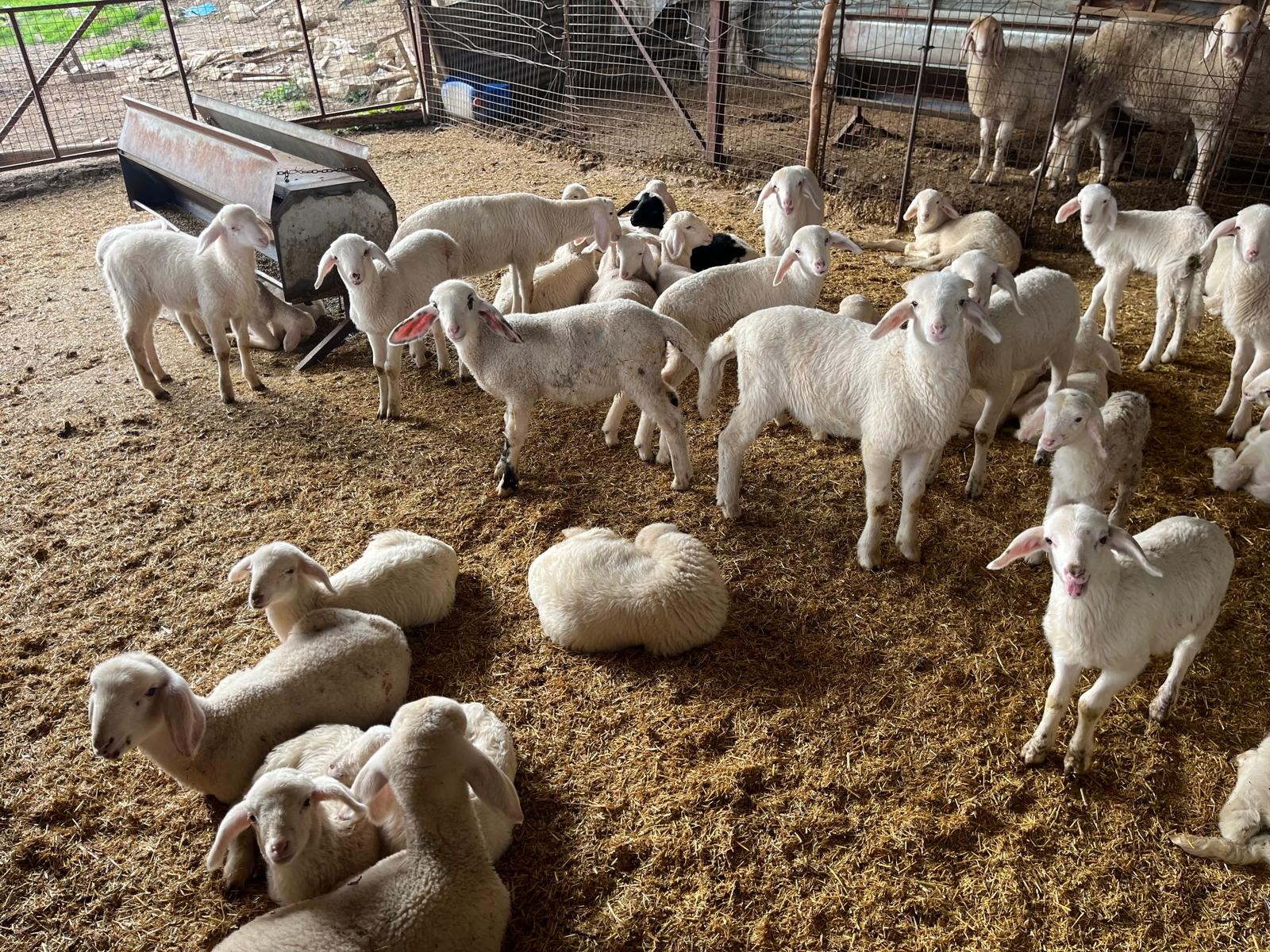 Denizli Haber Üreticinin Yüzü Güldü (1)-1