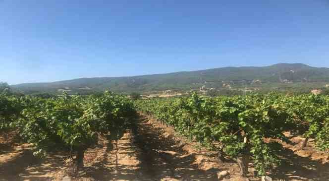 Denizli Haber Üzüm-6