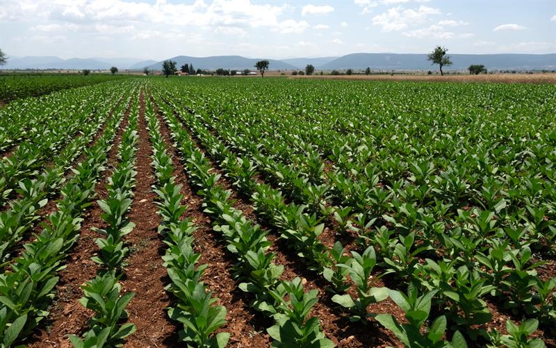 Denizli’de Tütüncü Krizde! Fiyatlar Açıklanmadı, Alım Yapılmıyor… (1)-1