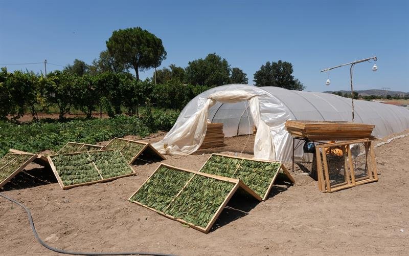 Denizli’de Tütüncü Krizde! Fiyatlar Açıklanmadı, Alım Yapılmıyor… (1)