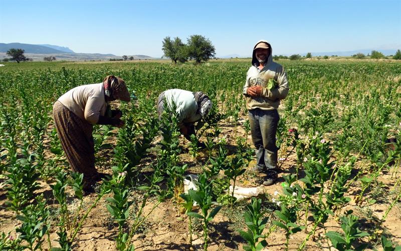 Denizli’de Tütüncü Krizde! Fiyatlar Açıklanmadı, Alım Yapılmıyor… (2)