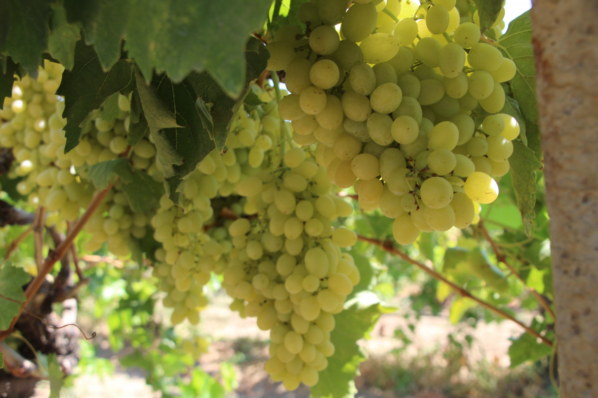 Dneizli Haber Üzüm