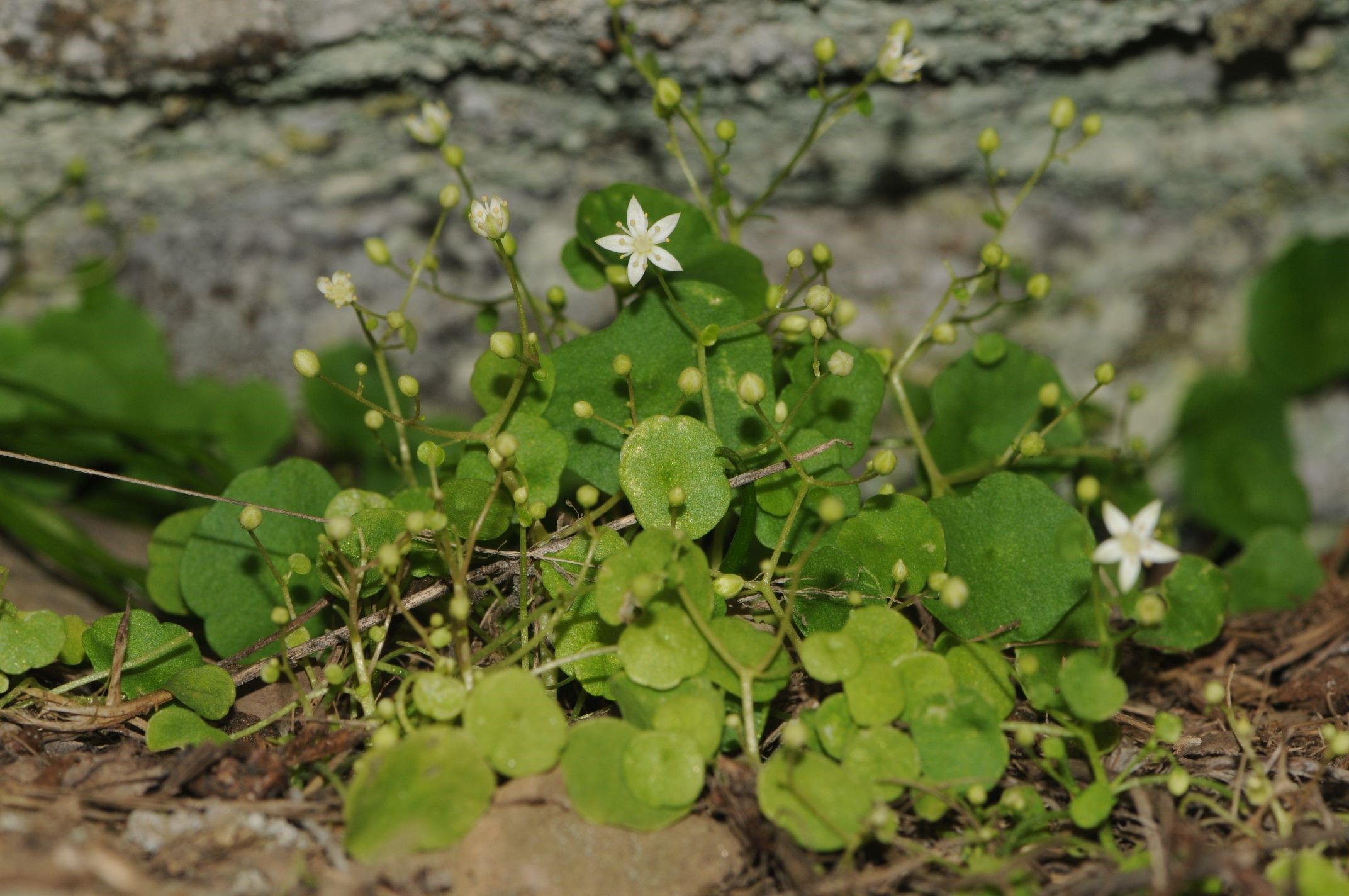 İzmir’de Yeni Bitki Türü Keşfedildi! İzmir Göbekotu Nedir (3)
