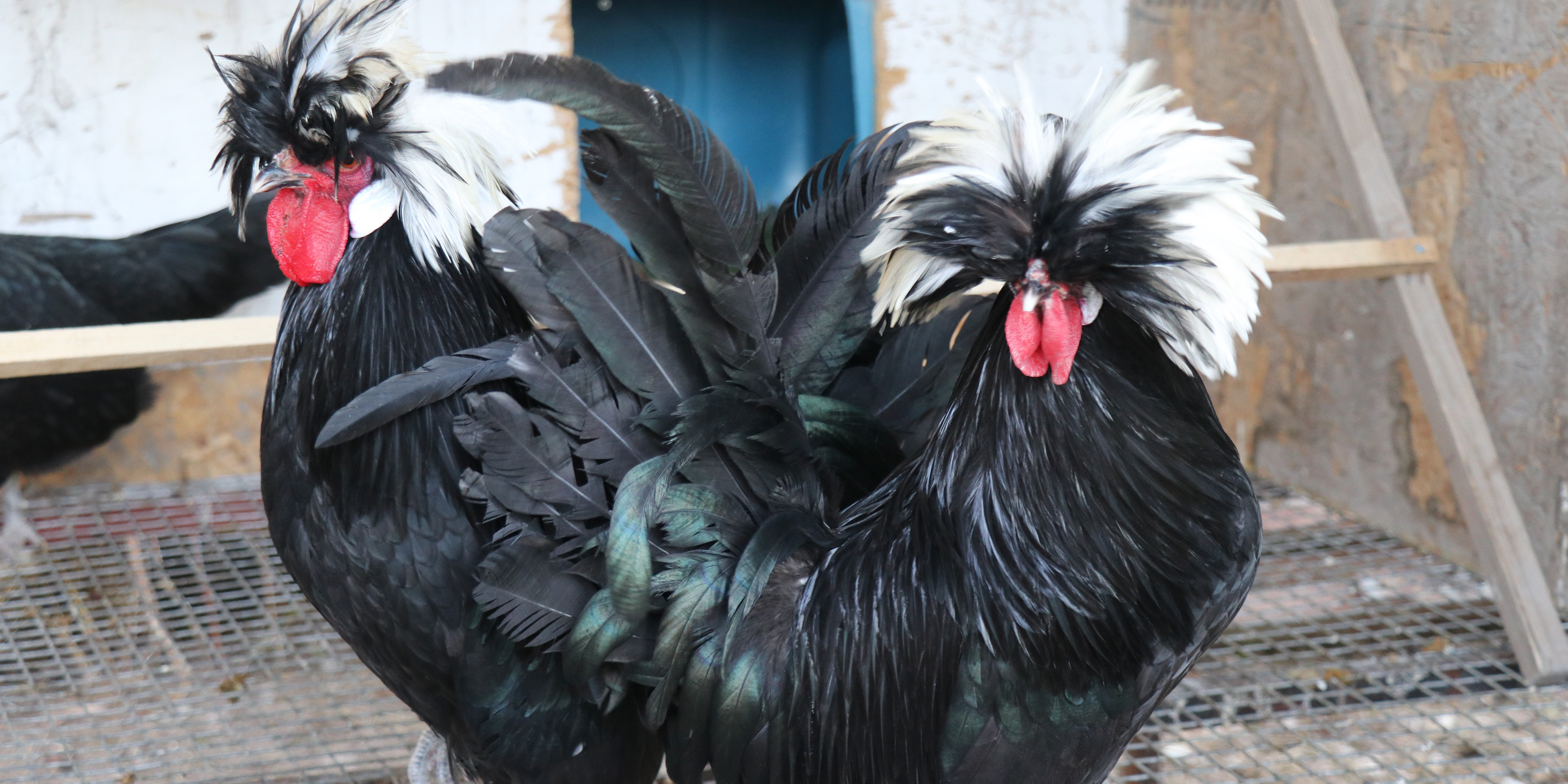 Mermer Fabrikasını Tavuk Çiftliği Yaptı! (3)