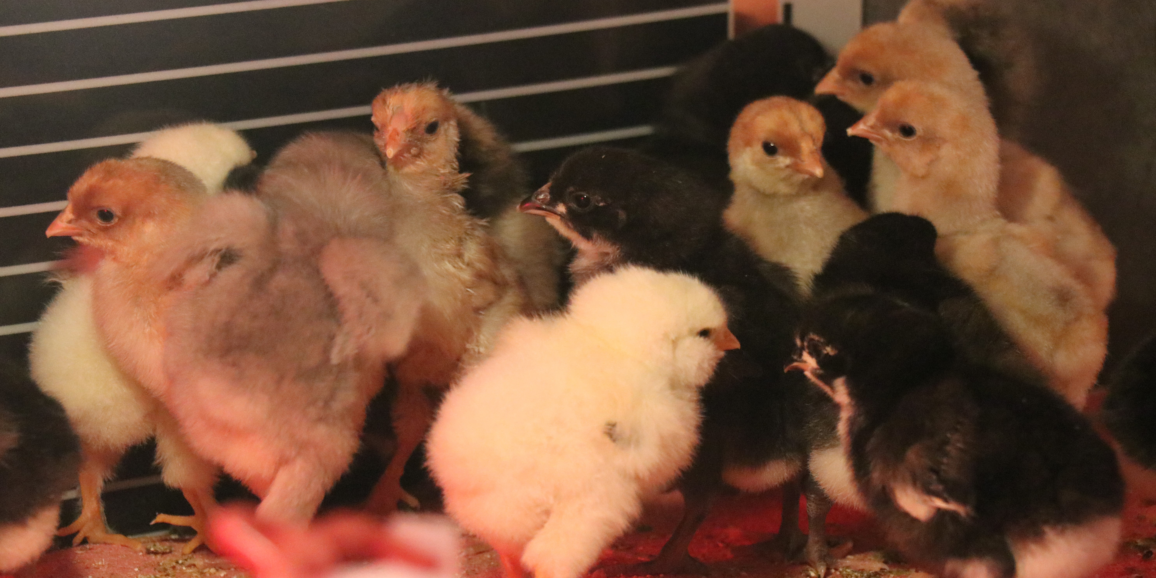 Mermer Fabrikasını Tavuk Çiftliği Yaptı! (4)