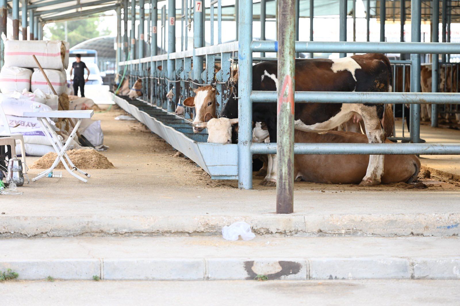 Beklenen Pazar Açıldı! (2)