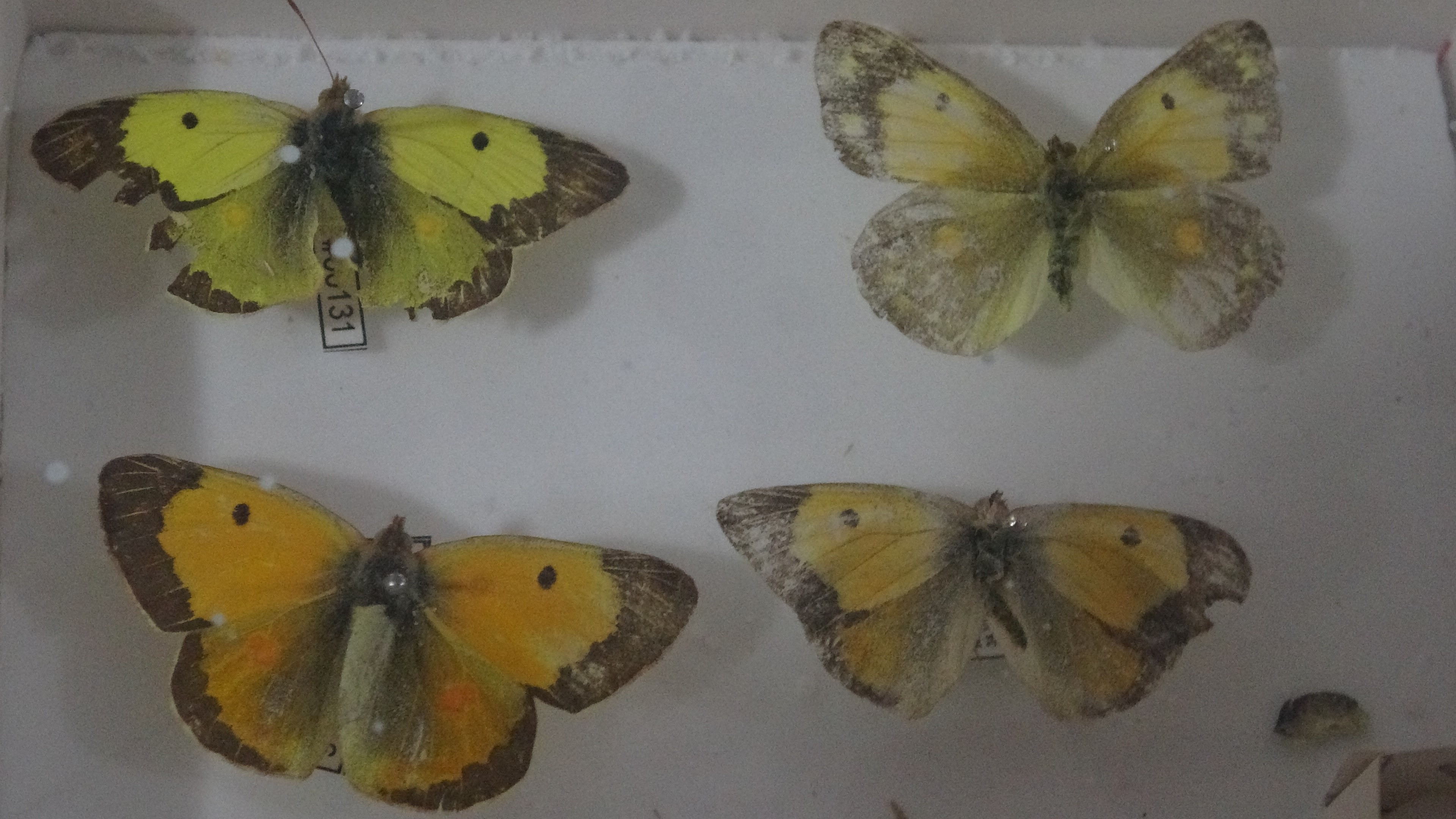 Böcek Müzesi 30 Bin Örnekle Bilime Katkı Sunuyor, Çocuklar Korkularını Yeniyor.. (4)