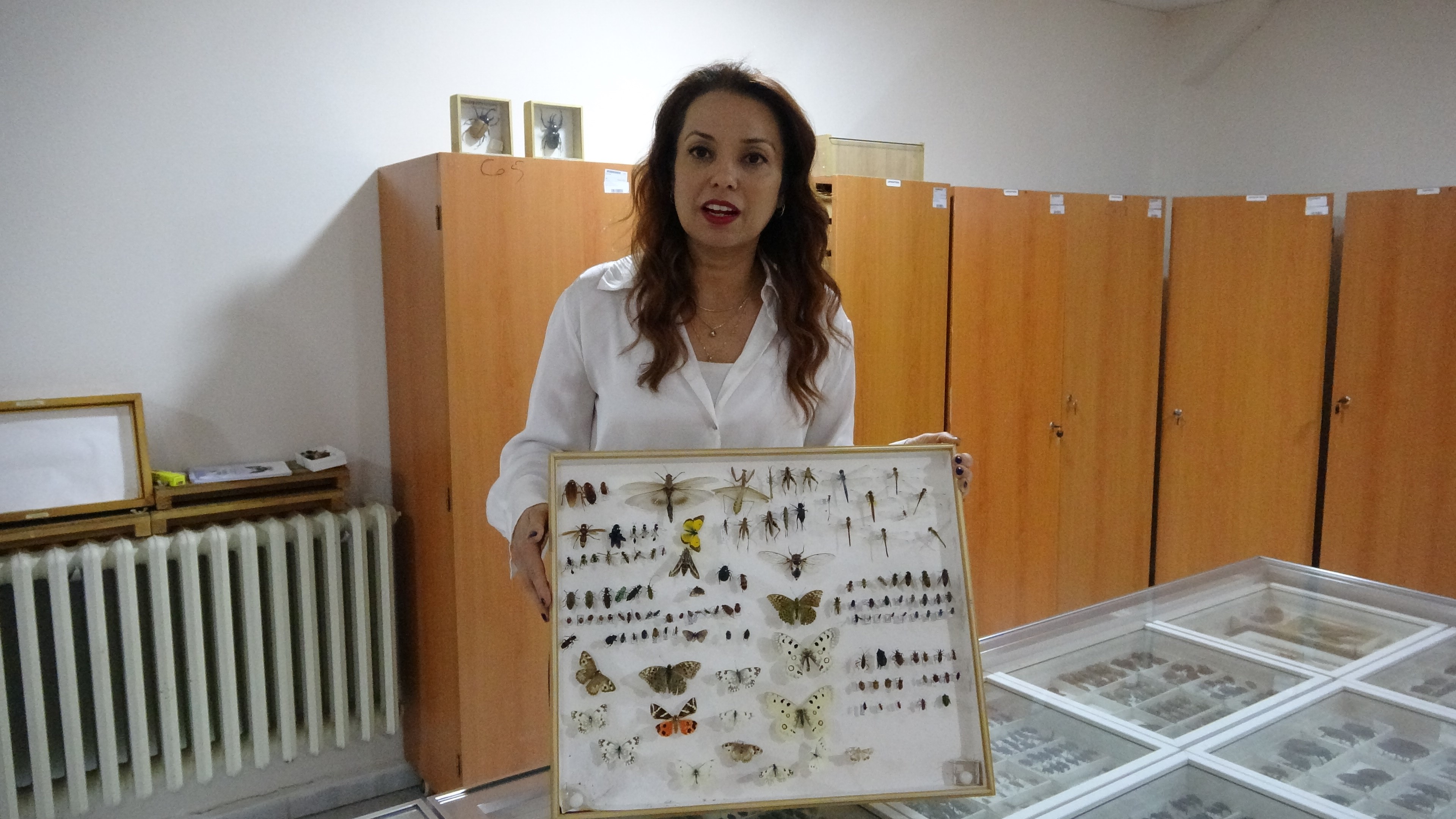 Böcek Müzesi 30 Bin Örnekle Bilime Katkı Sunuyor, Çocuklar Korkularını Yeniyor.. (5)