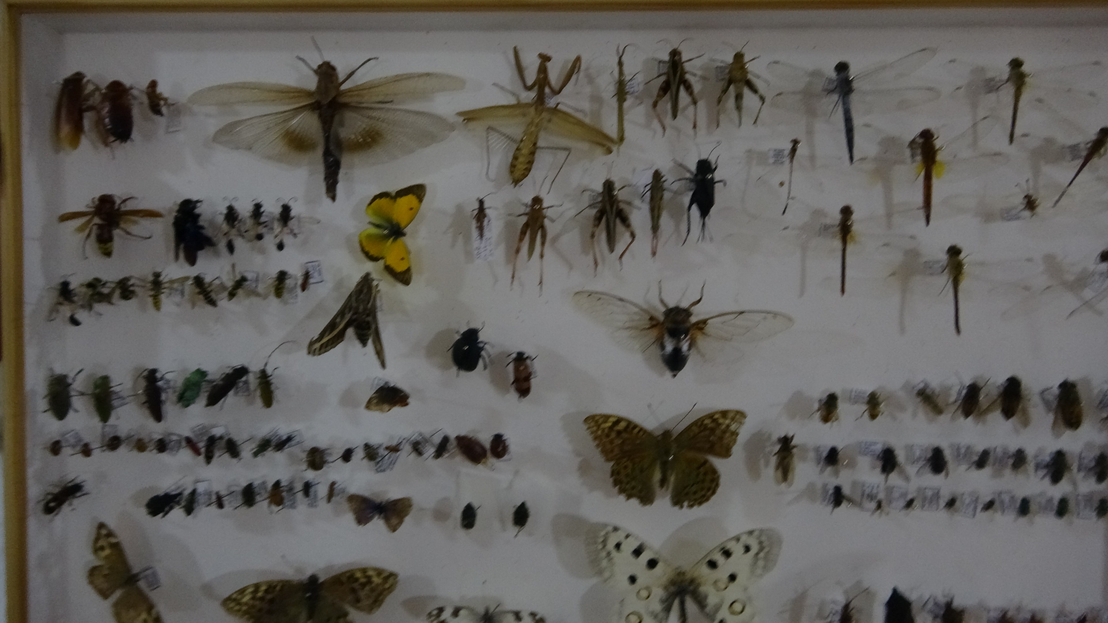 Böcek Müzesi 30 Bin Örnekle Bilime Katkı Sunuyor, Çocuklar Korkularını Yeniyor.. (6)