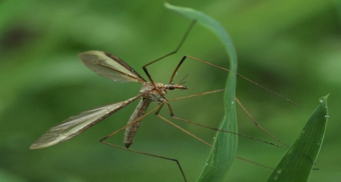Denizli Haber Chikungunya Avrupa’ya Yayılıyor