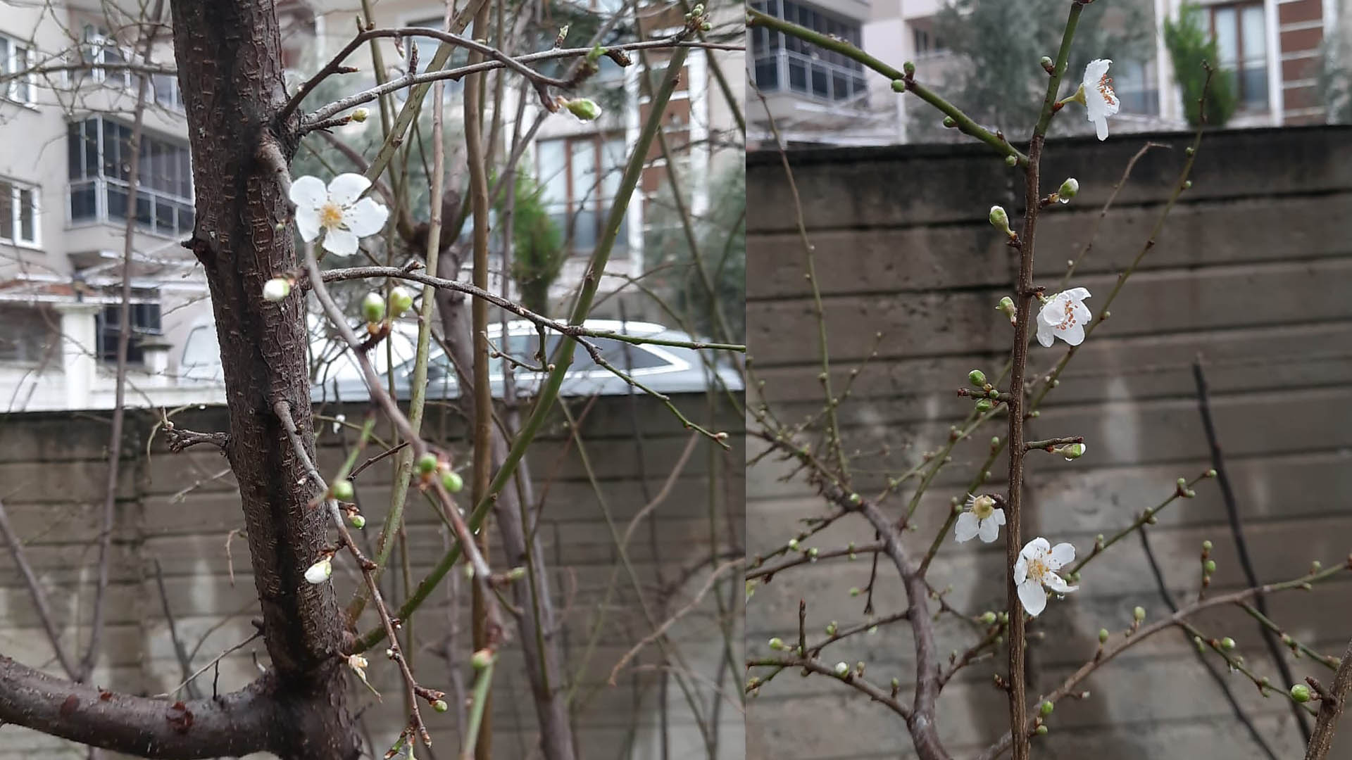 Denizli Haber Erik Ağacı