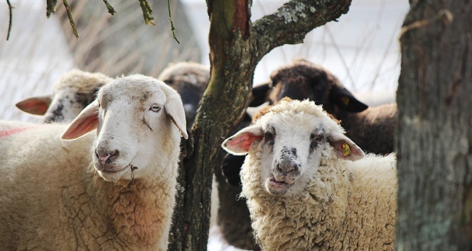 Denizli Haber Koyun3