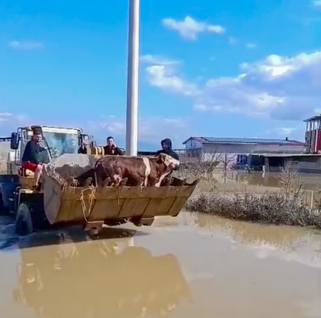 Denizli Haber Manisa Inek Boğulmak Üzere (1)