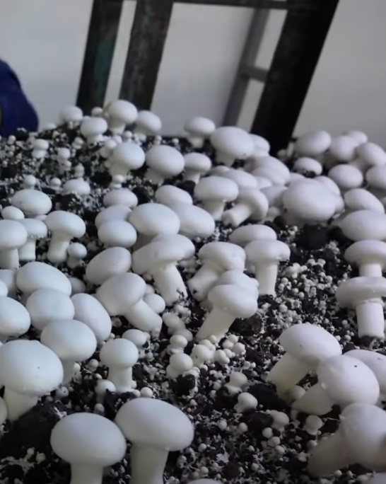 Denizli Haber Serinhisar Uzman Eller Projesi (1)-1