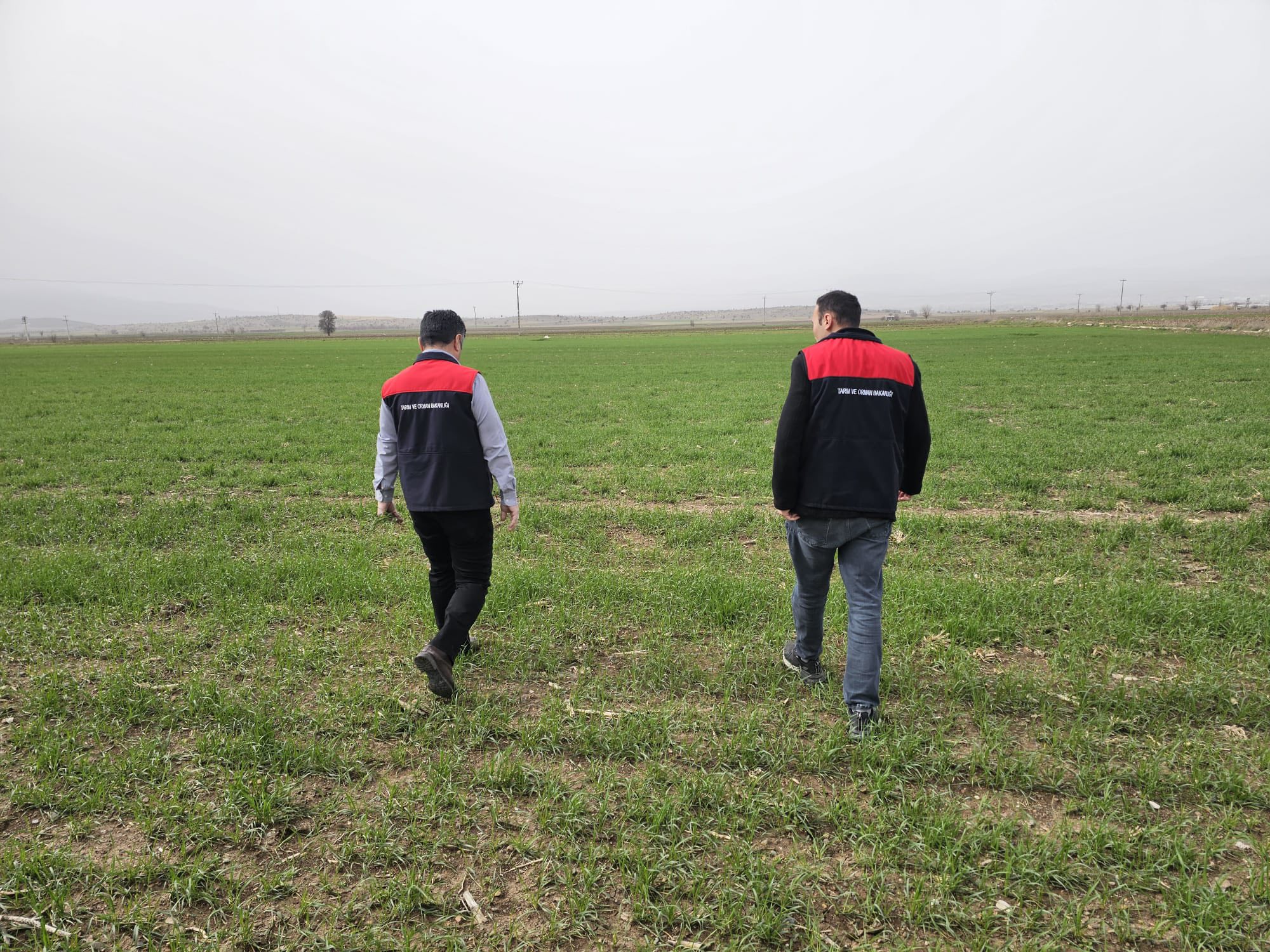 Denizli Haber Tarpa Buğday Inceleme (1)