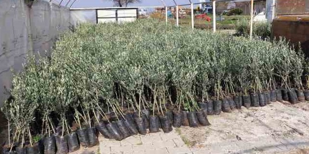 Deni̇zli̇ Haber Zeyti̇nfi̇dani