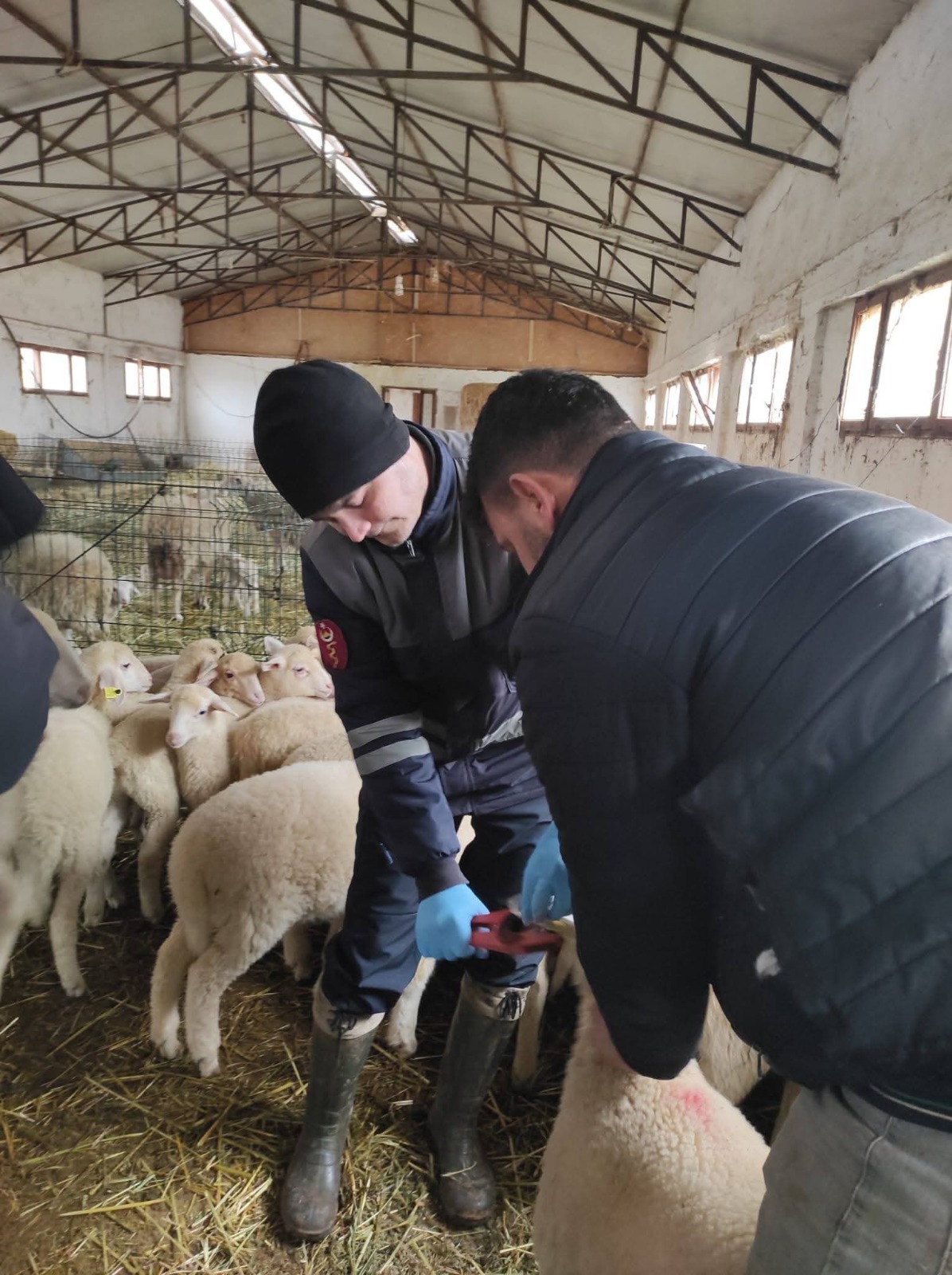 Denizli Hayvancılığında Sağlık, Üretim Ve Güç Bir Arada (1)