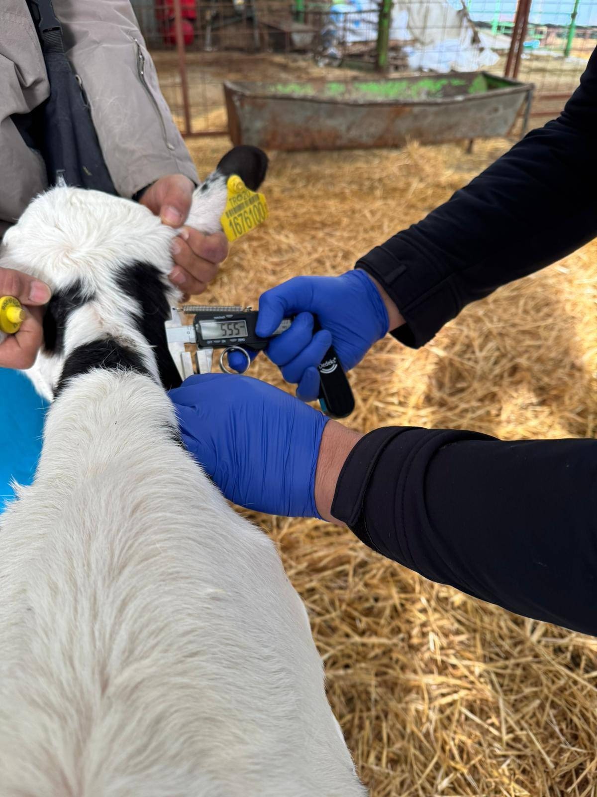 Denizli Hayvancılığında Sağlık, Üretim Ve Güç Bir Arada (3)